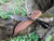 18th Century style gentleman’s belt knife with black horn handle