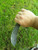 Hand forged skinning knife with curly maple handle and riveted sheath