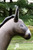 Inflatable Lifelike Donkey by Jet Creations - Right Head Side