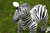 29 Inch Inflatable Zebra Decoration by Jet Creations-Left Head Detail