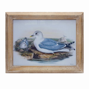 Framed Bird Print 16.5"L x 13"H Wood/Glass - 746427853859 Framed Bird Print 16.5"L x 13"H Wood/Glass - 746427853859