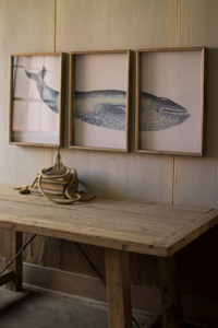 Triptych Framed Whale Print Under Glass 18" X 26"T - 841628137095 - 841628137095 Triptych Framed Whale Print Under Glass 18" X 26"T - 841628137095 - 841628137095
