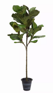 Potted Fiddle Leaf Fig 5'H Polyester - 746427745314 Potted Fiddle Leaf Fig 5'H Polyester - 746427745314