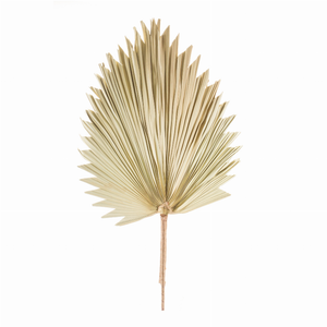 Fan Palm Leaf (Set of 6) 42"H Natural Palm - 746427832274 Fan Palm Leaf (Set of 6) 42"H Natural Palm - 746427832274