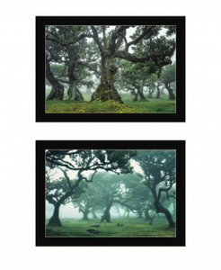 Set Of Two Enchanted Forest 4 Black Framed Print Wall Art - 606114054450
