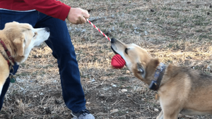 MKB Heart on a String Ultra-Durable Durable Rubber Chew Toy, Reward Toy, Tug Toy, and Retrieving Toy - 810216023706