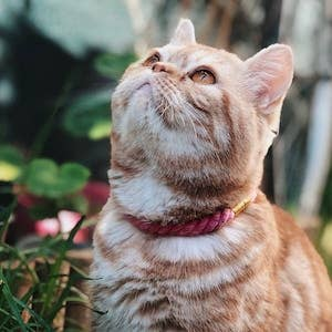 Luxe Royal Leather Rope Collar - 171000038525