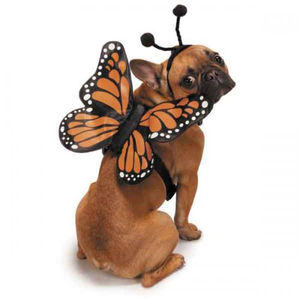 ZZ Butterfly Glow Harnesses Costume - 721343031918