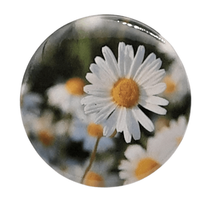 Daisy