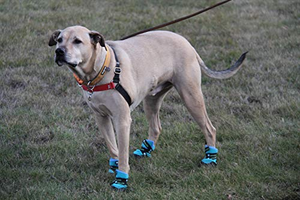Healers Urban Walkers III Dog Booties - One Pair - Teal - Small