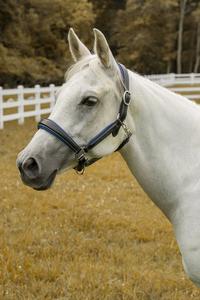 Henri de Rivel Cahill Padded Halter
