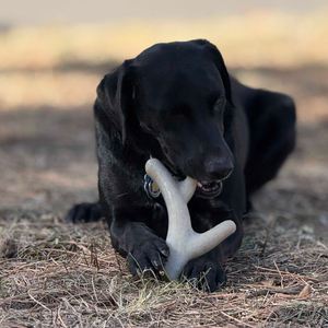 Ever Antler Nylon Chew Bone | Elk Antler Shaped Dog Toy for Aggressive Chewers  - 810216028046