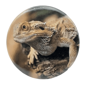 Lizard