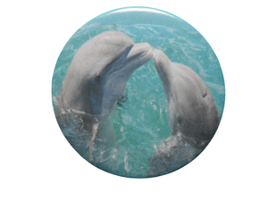 Dolphins Kissing