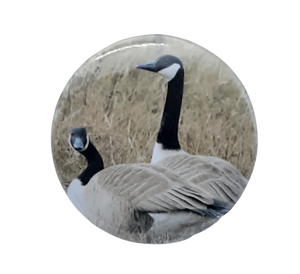 Canada Geese