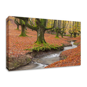 Otzarreta Beech On A Red Carpet 3 Wrapped Canvas Print Wall Art - 606114229575 Otzarreta Beech On A Red Carpet 3 Wrapped Canvas Print Wall Art - 606114229575