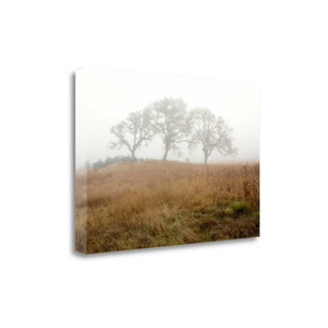 Oak Tree 16 Wrapped Canvas Print Wall Art - 606114286004 Oak Tree 16 Wrapped Canvas Print Wall Art - 606114286004