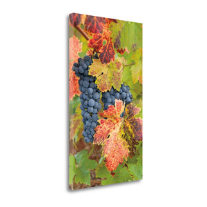 Summit Lake Zinfandel 2 Wrapped Canvas Print Wall Art - 606114306993 Summit Lake Zinfandel 2 Wrapped Canvas Print Wall Art - 606114306993