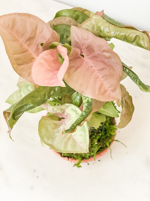 Arrowhead Kokedama