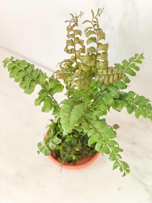 Fern Autumn Kokedama