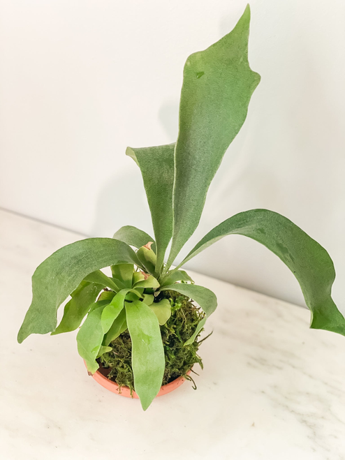 Fern Staghorn Kokedama
