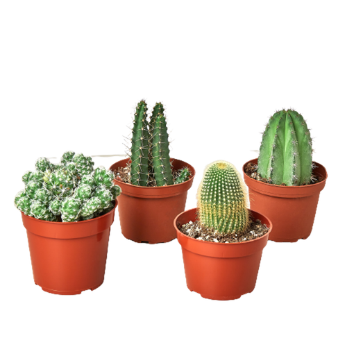 Cacti Variety Pack