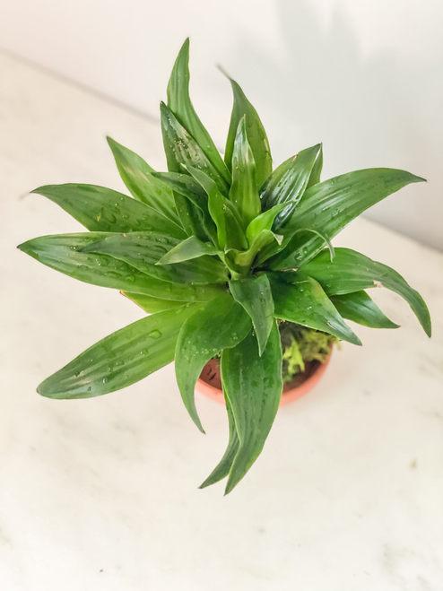 Dracaena Compacta Kokedama