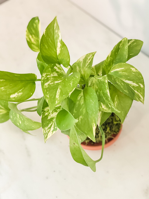 Pothos Marble Kokedama