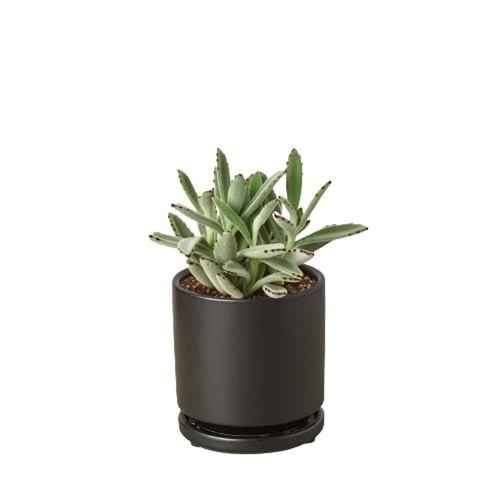 Kalanchoe Succulent 'Panda Plant' 
