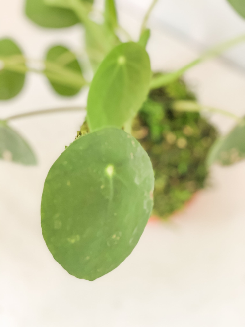 Pilea Money Kokedama