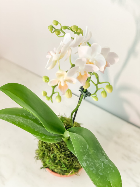 Orchid Kokedama 