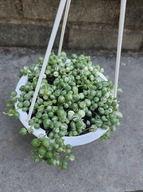 Variegated String Of Pearls Vsop 4.5 Inch Pot Hanging Basket