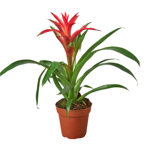 Bromeliad Guzmania 'Pink' 