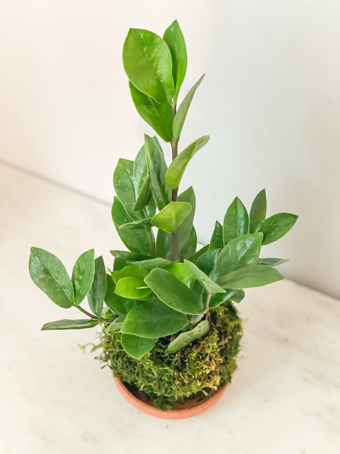 ZZ Kokedama
