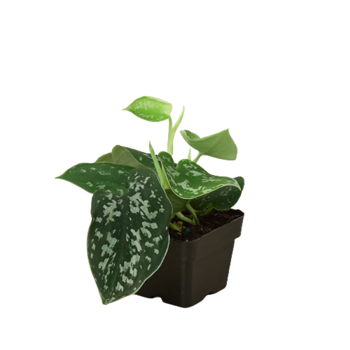 Pothos 'Satin'