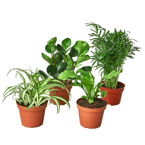 Pet Friendly Variety Bundle