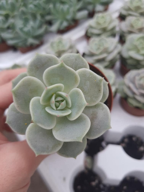 Echeveria Succulent White Succulent White House Plant
