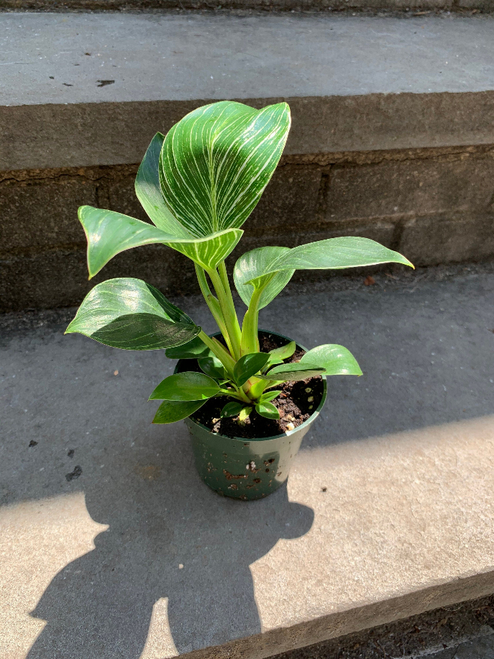 Philodendron Birkin House Plant Leafy House Plant