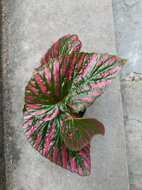 Begonia Brevirimosa S Exotica House Plant