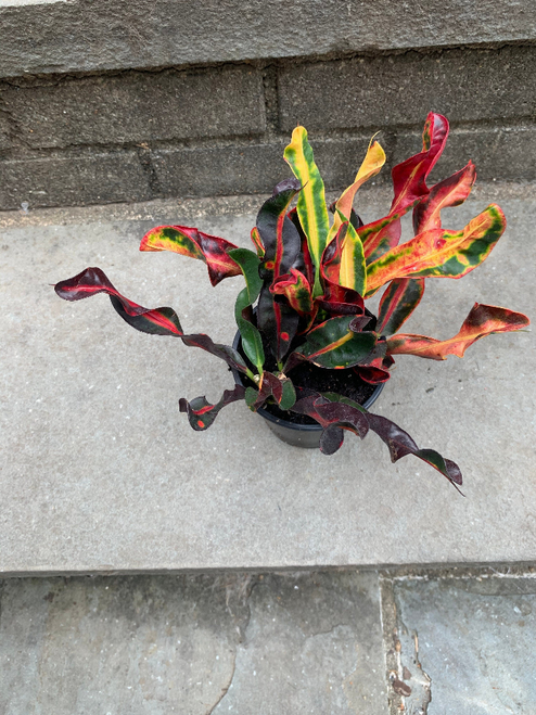 Croton Plant Red Yellow Mammy Codiaeum Variegatum Tropical House Plant