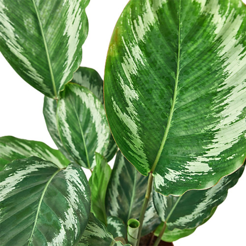 Calathea Roseopicta 'Medallion' III
