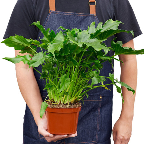 Philodendron Little Hope'