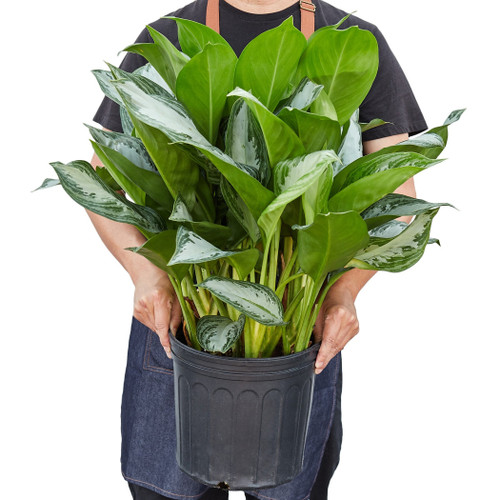 Chinese Evergreen 'Silver Bay' 