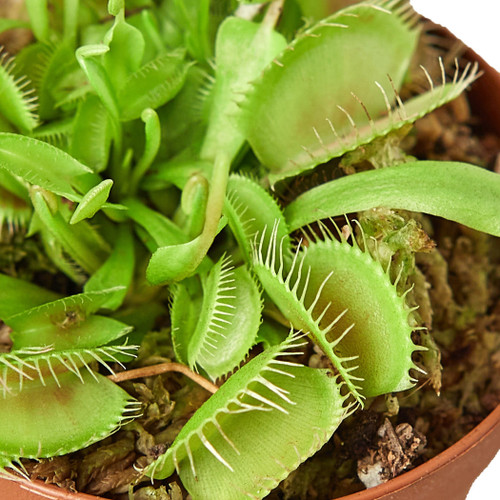 Venus Fly Trap