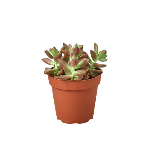 Succulent Graptosedum 'Vera Higgins'