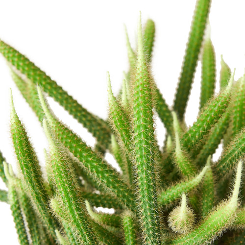 Rat Tail Cactus