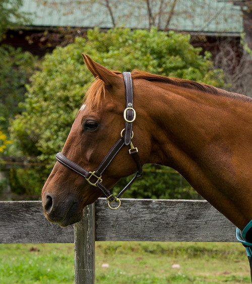 Henri de Rivel Kushy Plain Raised Halter With Flat Cheek Pieces 
