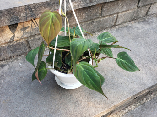Philodendron Mican Leafy House Plant Hanging Plant