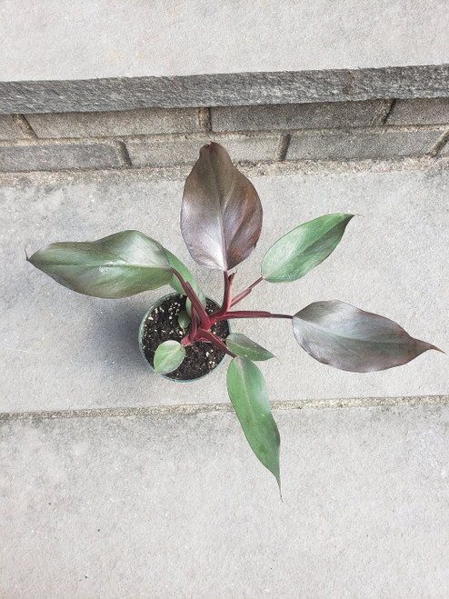 Burgundy Pink Princess Philodendron Ppp Plant Pink Plant Variegated House Plant