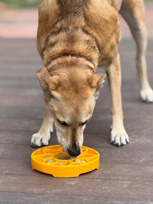 Sunflower eTray Shallow Slow Feeder Dog Bowl for Enrichment 